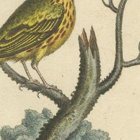 Red-Headed Yellow-Bodied Bird and White-Tailed Hummingbird: Hand-Coloured, 1773, close-up 5