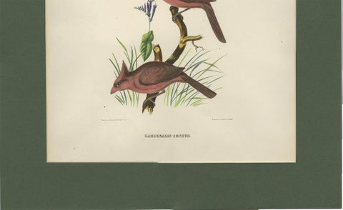 Antique Bird Print of Northern Cardinals Made After D.G. Elliot, 1869, view 4