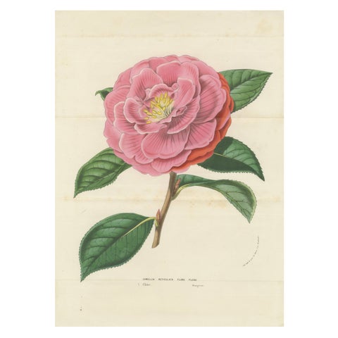 Double Flowering Camellia: Hand-Colored Lithograph from Louis van Houtte, 1855