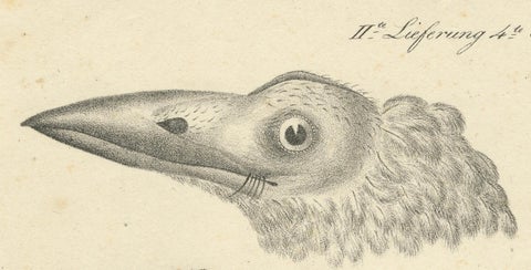 Elegant Misnomer: The Rusty-Brown Bird of Hahn's Legacy, circa 1820, close-up 2
