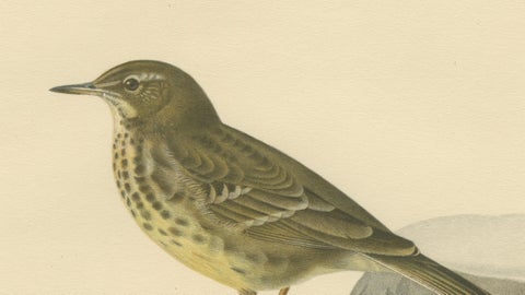 Minimalist Scandinavian Bird Lithographs, Nordic Alpine Pipit Study Pair, 1929, close-up 5
