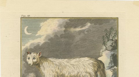 The White Fox of Canada, Elegant Arctic Wildlife Engraving Under Moonlight 1801, close-up 5