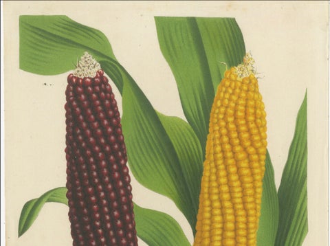 Vibrant Varieties: Showcasing Red and Yellow Maize in Botanical Art, c. 1875, close-up 4