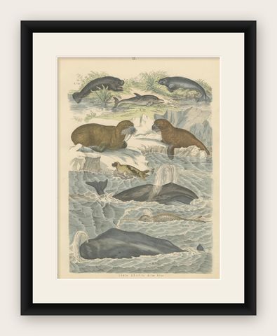 Marine Mammals Print: Whales, Seals, Narwhal & Dolphin, Antique 1867, shown framed