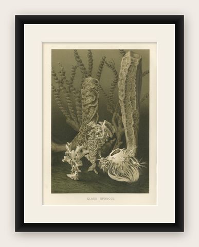 Glass Sponges, Deep-Sea Marine Life, Royal Natural History, 1896, shown framed