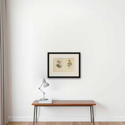 Set of 2 Antique Botanical Prints of Hibbertia Scandens and Sinningia Speciosa, shown framed on a wall