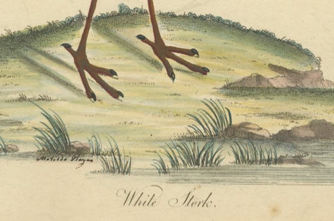 The Elegance of the White Stork Engraved and in Original Hand-Coloring, 1794, close-up 2