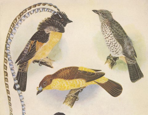 Antique Print of the Enameled Bird, Shield-Bill & Loria's Bird, 1950, view 2