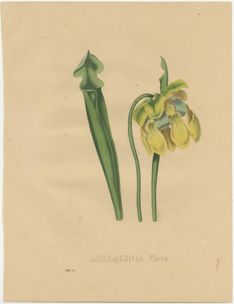 Antique Botanical Print of the Sarracenia Flava or Yellow Pitcherplant, view 2