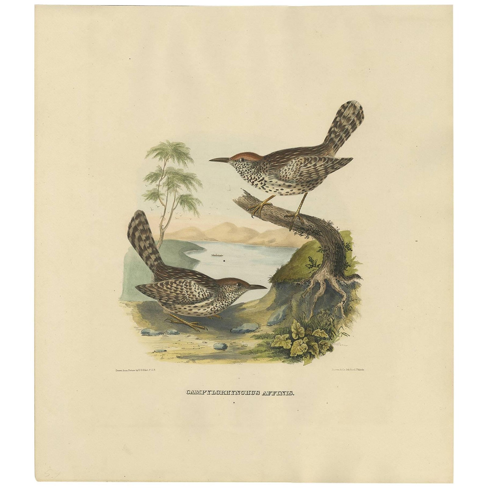 Two Allied Wrens Antique Bird Print Made after D.G. Elliot, 1869