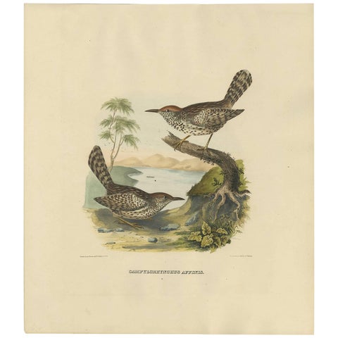 Two Allied Wrens Antique Bird Print Made after D.G. Elliot, 1869