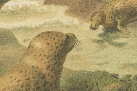Leopard Seal, Antique Marine Mammal Chromolithograph, 1894, view 5