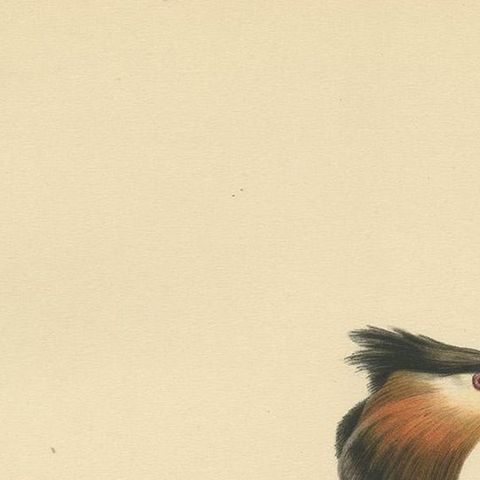 Antique Bird Print of the Great Crested Grebe by Von Wright, '1929', close-up 1