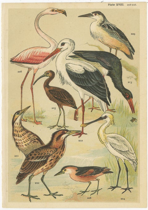 Set of 6 Antique Prints of various Waterfowl and Wading Birds by Gordon 'c.1900', view 4