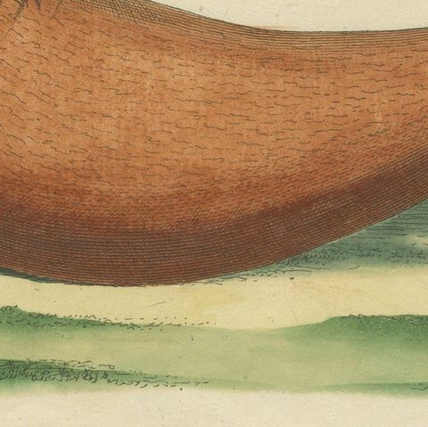 Original Antique Print of a Steller Sea Lion, close-up 2