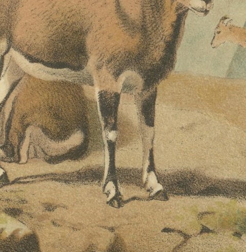 Bharal (Blue Sheep), Antique Himalayan Wildlife Chromolithograph, 1894, view 6