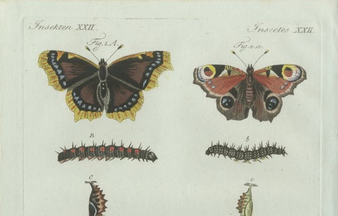 Original Antique Print of Peacock and Red Admiral Butterflies by Bertuch, c.1800, close-up 5