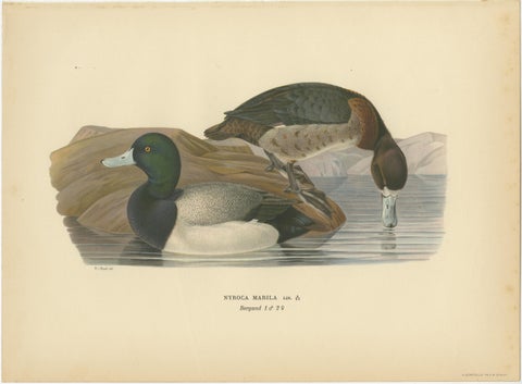 Decorative Scandinavian Bird Prints, Antique Swedish Ducks, 1929 - Set of 6, view 5