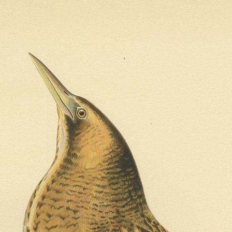 Antique Bird Print of the Eurasian Bittern by Von Wright '1929', close-up 1