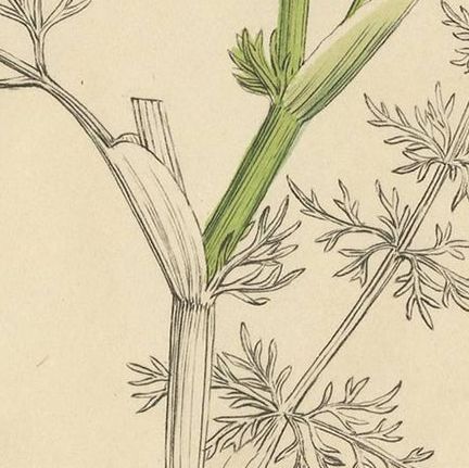 Antique Botany Print 'Carum Carui' J. Sowerby, 1805, close-up 2
