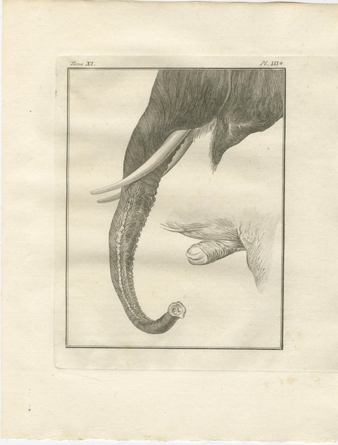 Sophisticated Elephant Anatomy Wall Set, Original Buffon Engravings, 1769, view 2