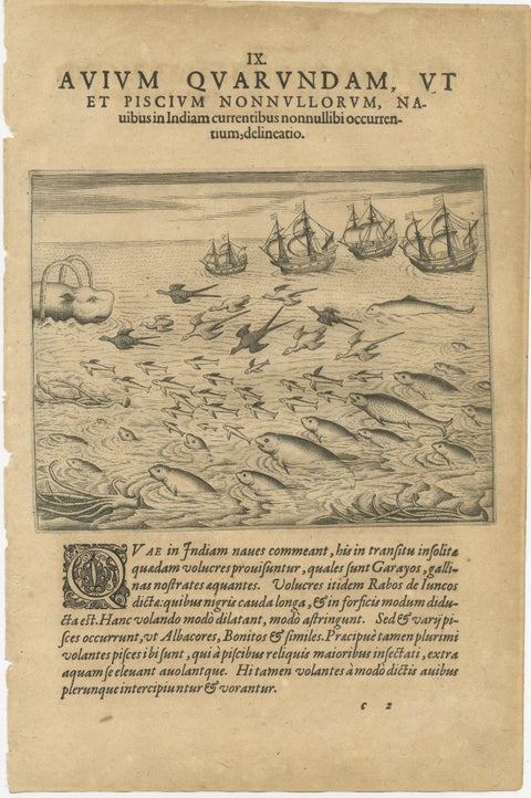 Pair of De Bry Engravings of Birds, Fish & Sea Plants en Route to India, c.1598, view 2