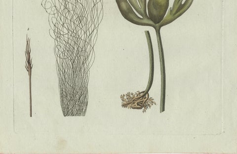 Original Antique Botanical Print of Two Remarkable Seaweeds by Bertuch, 1802, close-up 6