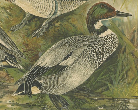 Ducks in Breeding Plumage, Antique 19th Century Chromolithograph Print, close-up 4