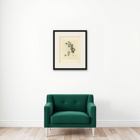 Antique Print of Gooseberry by Du Monceau, circa 1820, shown framed on a wall