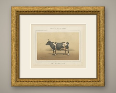 Breton Cow, French Cattle Breed, Antique Chromolithograph by Borie, 1863, shown framed