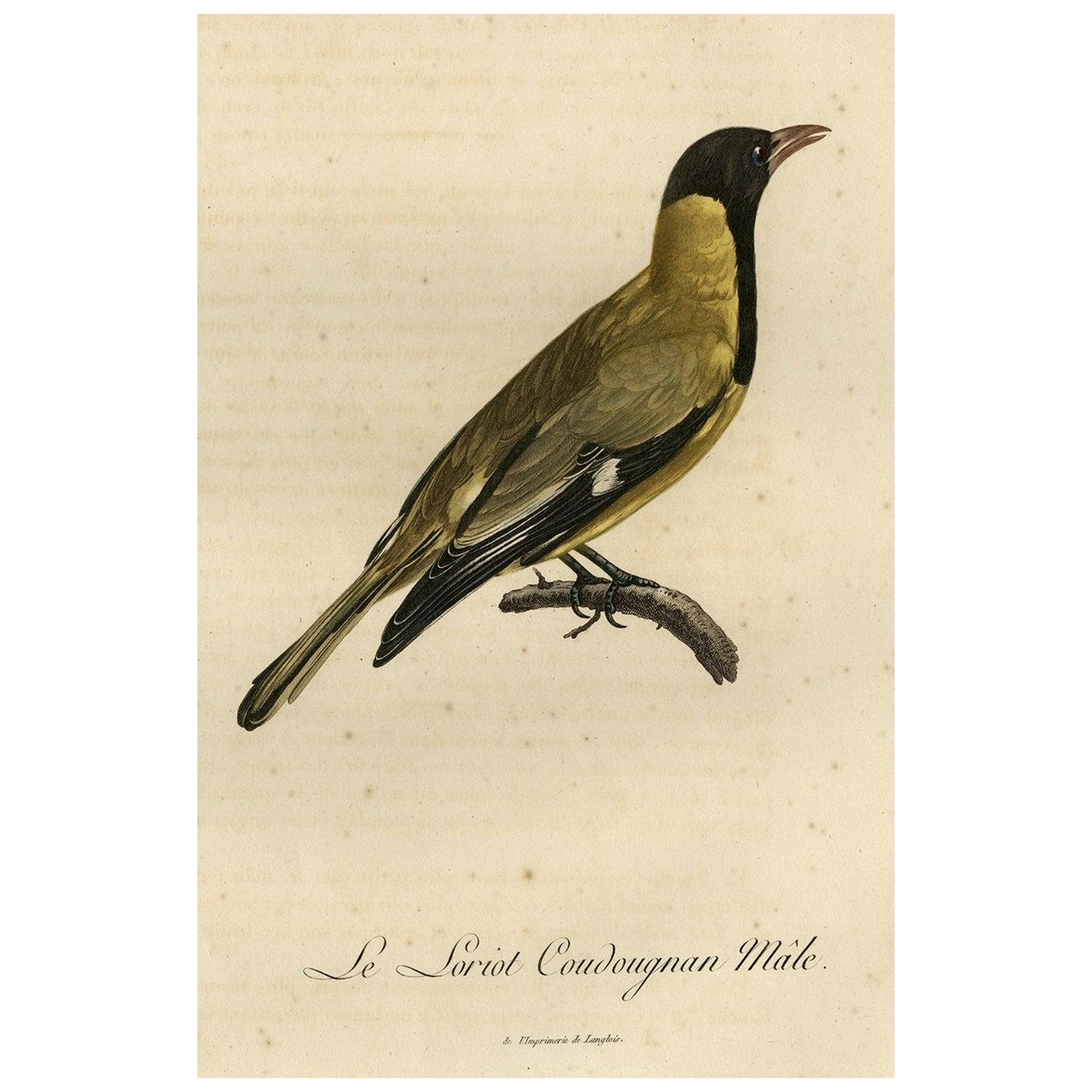 Original Handcolored Print of a Male Oriole, 1802