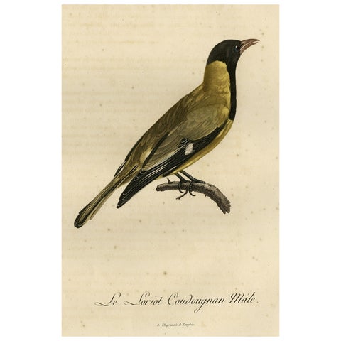 Original Handcolored Print of a Male Oriole, 1802