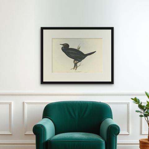 Little Cormorant, Antique Bird Lithograph by John Gould, c.1832, shown framed on a wall