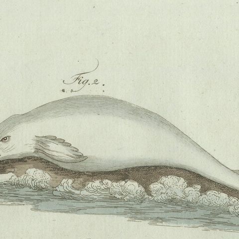 Original Antique Print of Three Dolphins and Porpoises by Bertuch, 1802, close-up 6
