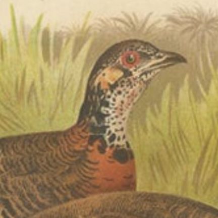 Antique Bird Print of the Malayan Wood Partridge by Hume & Marshall, 1879, close-up 1