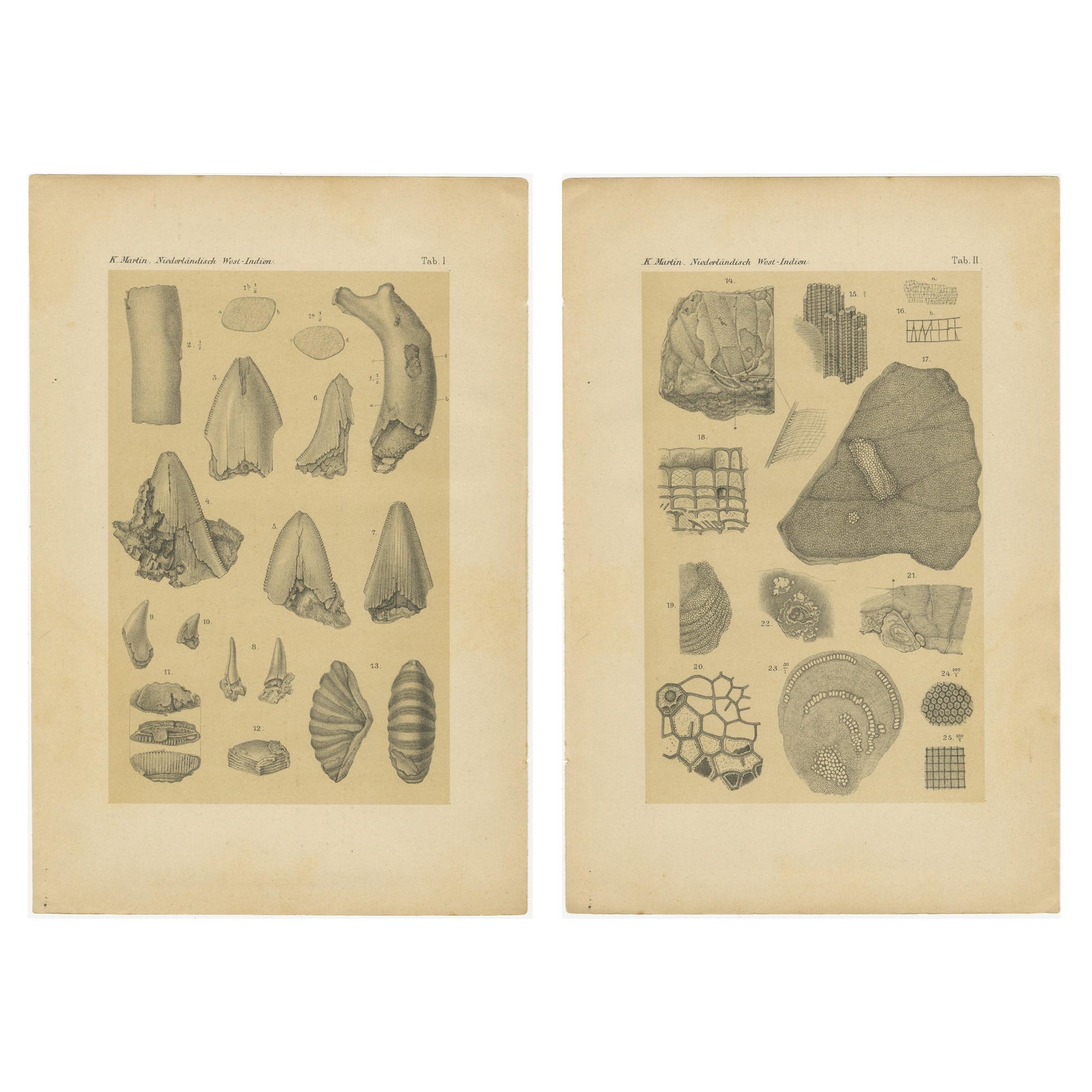 Antique Print of Caribbean Coral & Fossils - Geological Lithograph Pair, 1888