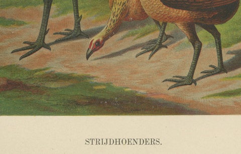 The Proud Game Fowl - A Rare 19th Century Poultry Lithograph, close-up 5