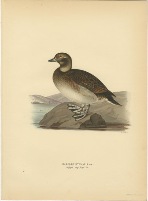 Antique Long-Tailed Duck Bird Lithographs Set of 3, Harelda Hyemalis, 1929, view 5