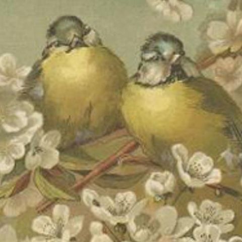 Antique Bird Print of Birds in Springtime, 1886, close-up 1