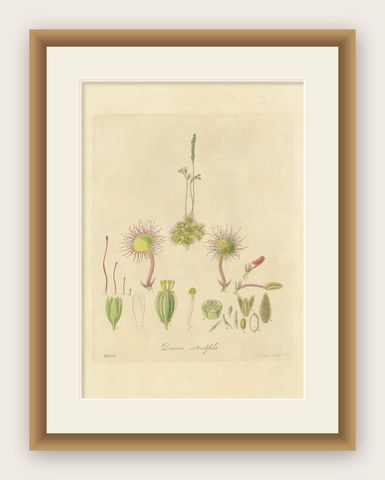 The Delicate Predator: Botanical Illustrations of Drosera, 1777, shown framed