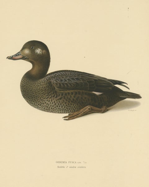 Tranquil Reflections: Bird Print of The Young Velvet Scoter by Magnus von Wright, view 3