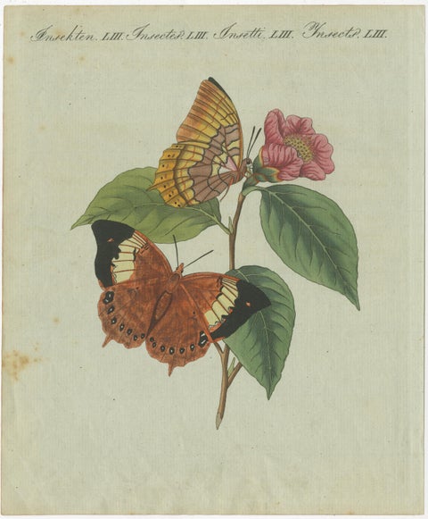 Original Antique Print of a Flower & Butterflies, Beautiful Hand Coloring, 1800, view 2