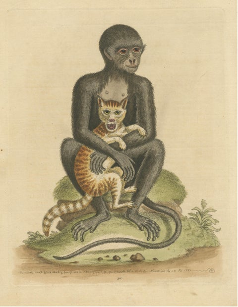 Antique Print of a middle-sized Black Monkey, view 3