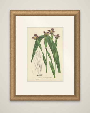 Van Houtte's Tigridia Botanical Illustration by Louis van Houtte, 19th Century, shown framed