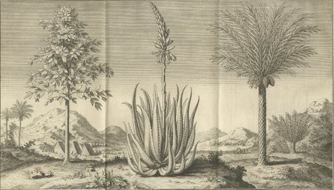 Coffee, Aloe, and Date Trees, Exotic Botanical Engraving, Dutch, c.1730, close-up 6