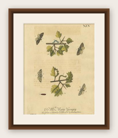 English Moths on Hawthorn Branch, Early 18th-Century Hand-Colored Print, shown framed