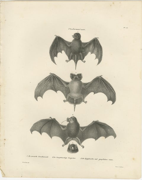 Anatomical Studies of Bats from 'The Mammals' Natural History Publication, 1836, view 4