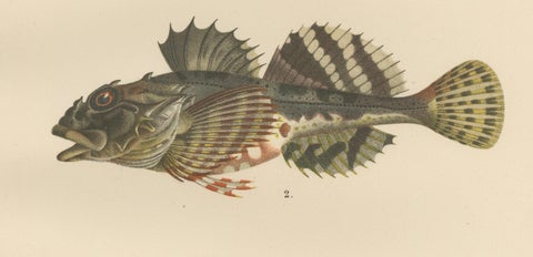 Freshwater Bullhead and Short-Spined Sea Scorpion - Striking Fish Litho, 1895, close-up 4