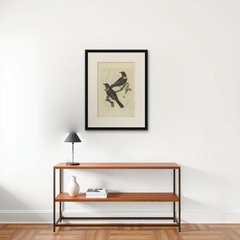Antique Bird Print of The Ring Ouzel by Sepp & Nozeman, 1797, shown framed on a wall