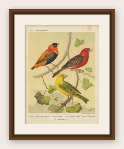 Antique Bird Print of the Orange Weaver, Red-Headed Weaver and Saffron Finch, shown framed